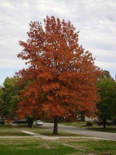 DSC02572.jpg