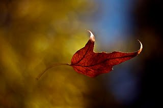 2945113808_3b0a4b2116.jpg