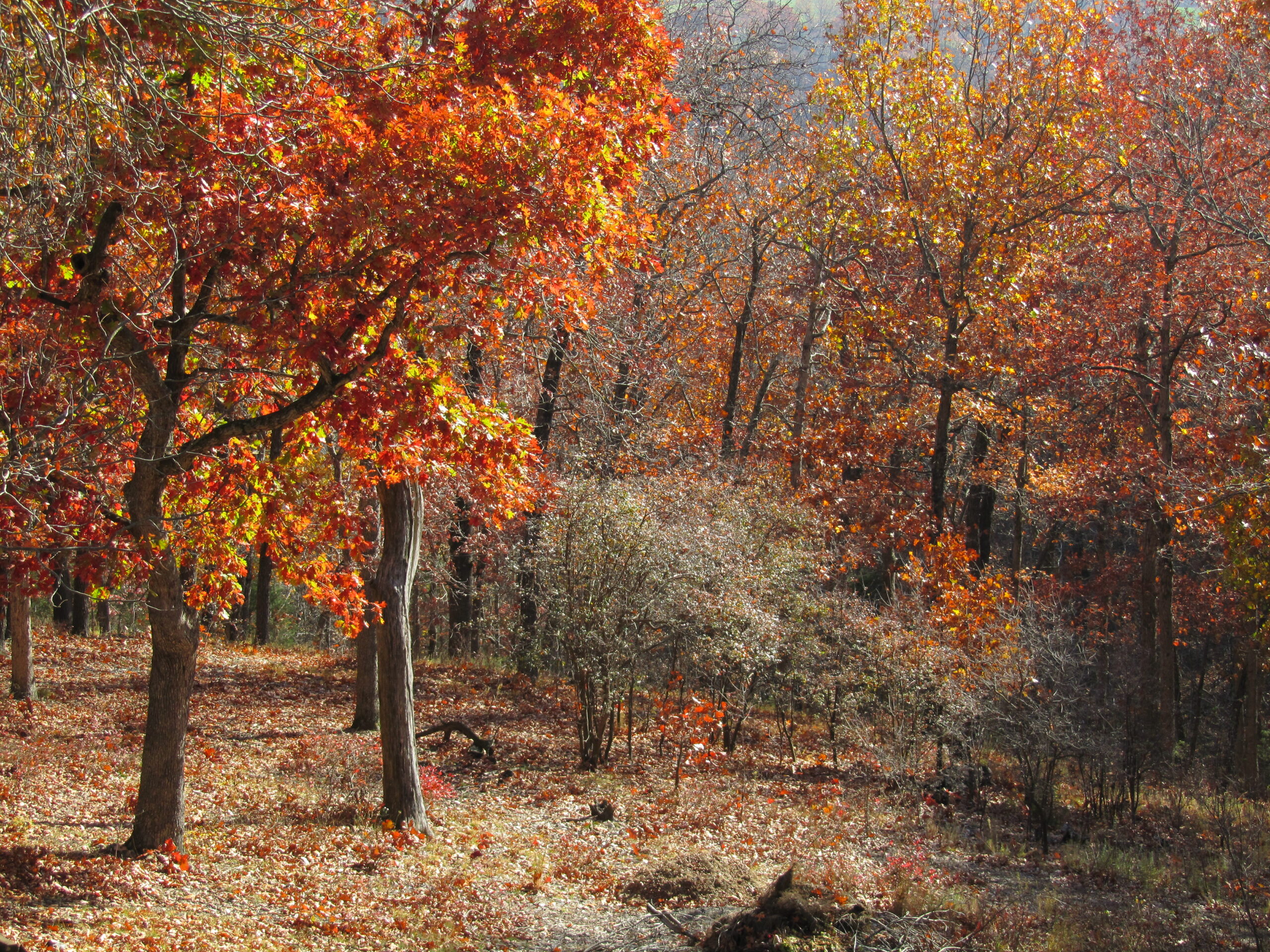 Taste of Fall