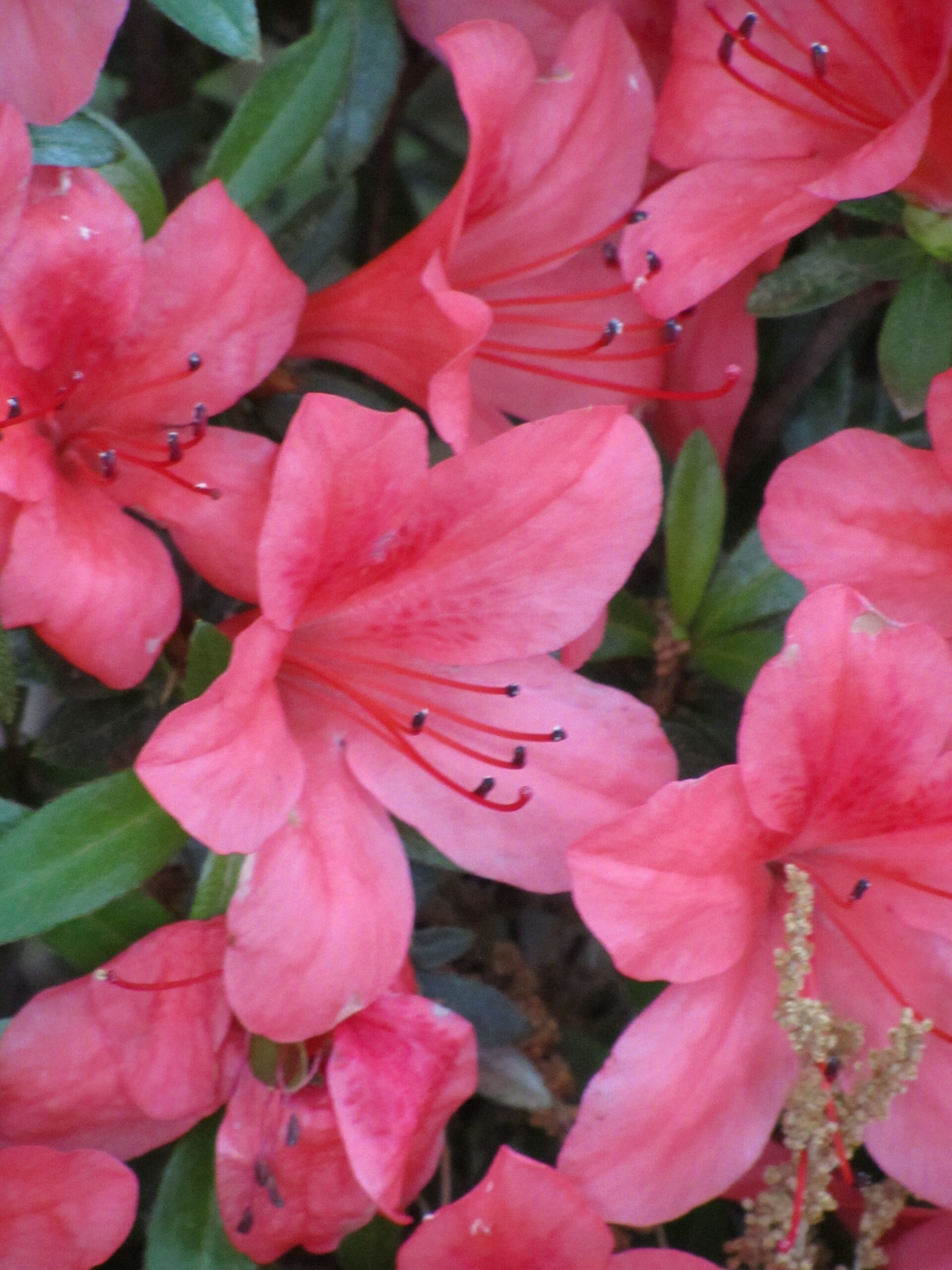 It’s May — Time to Celebrate!