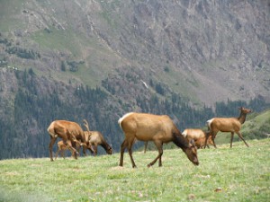 Elk 3