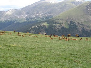 Lots of elk