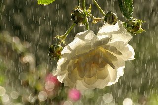 3556123230_936bf084a5.jpg