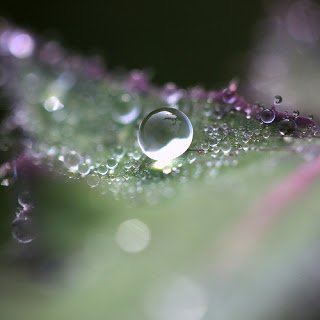 3966610924_db82300f95.jpg