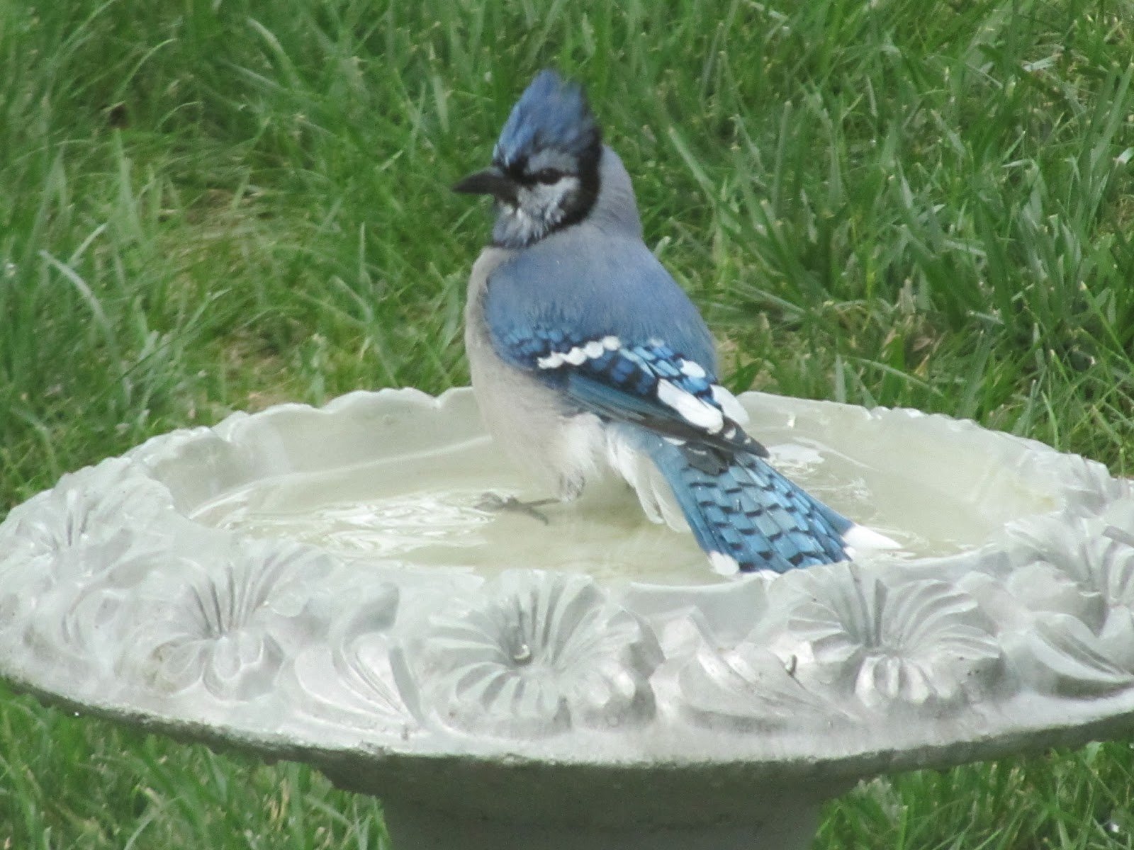 Short-lived Beauty: Blue Jays and More
