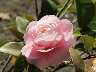 IMG_3710.jpg