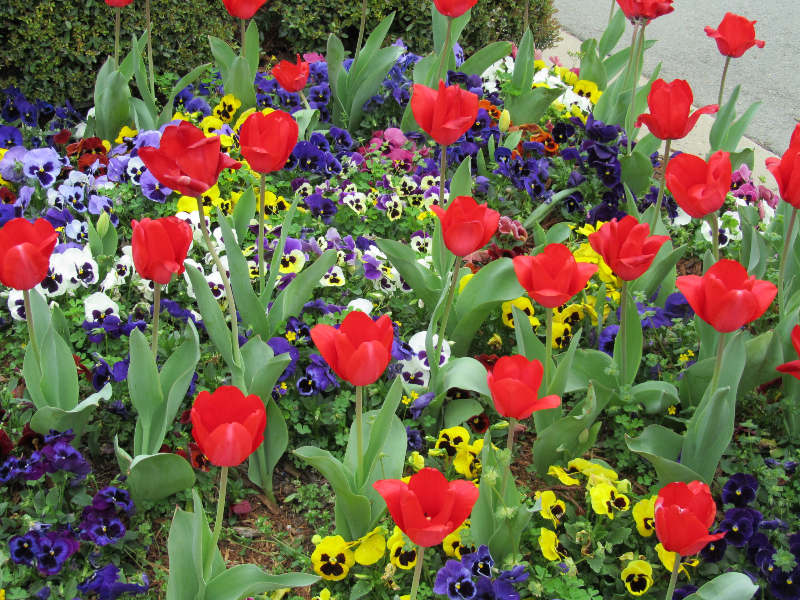 Summer Photo Fun: Name That Flower