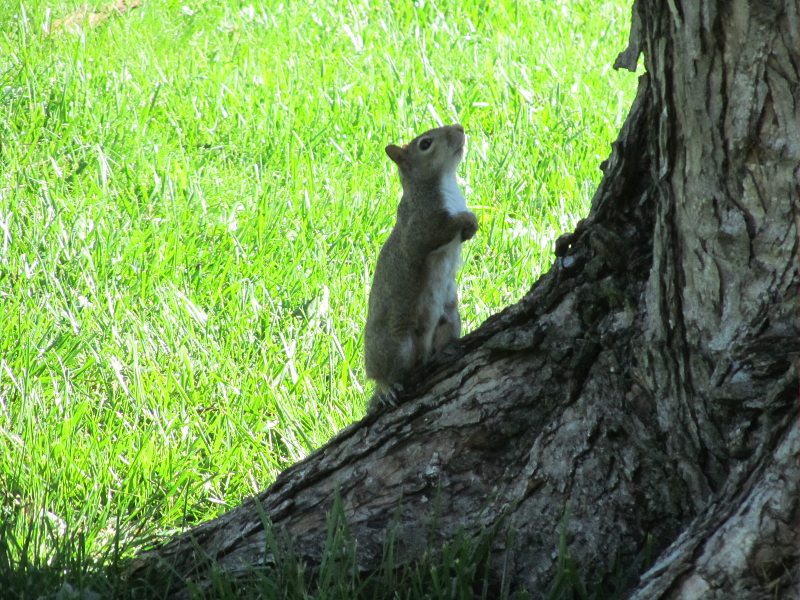 Summer Photo Fun: Caption This Little Guy!