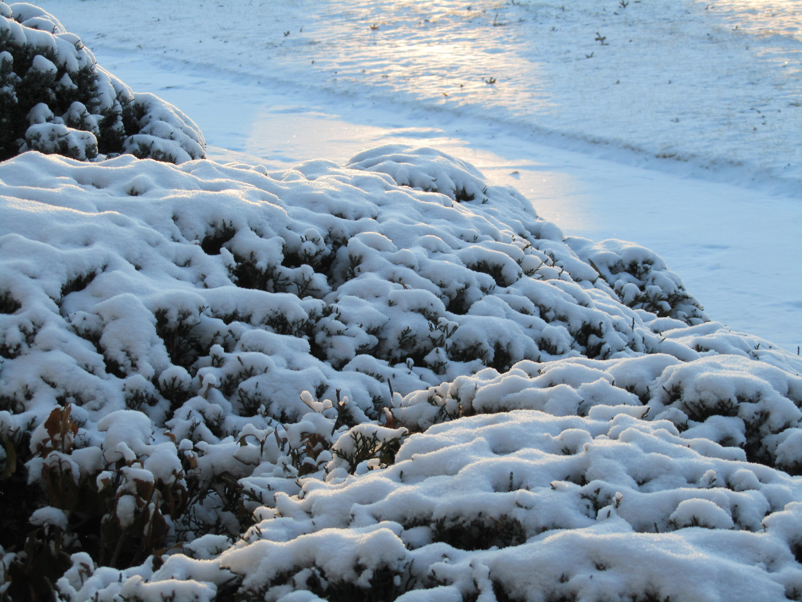 Winter’s Beauty