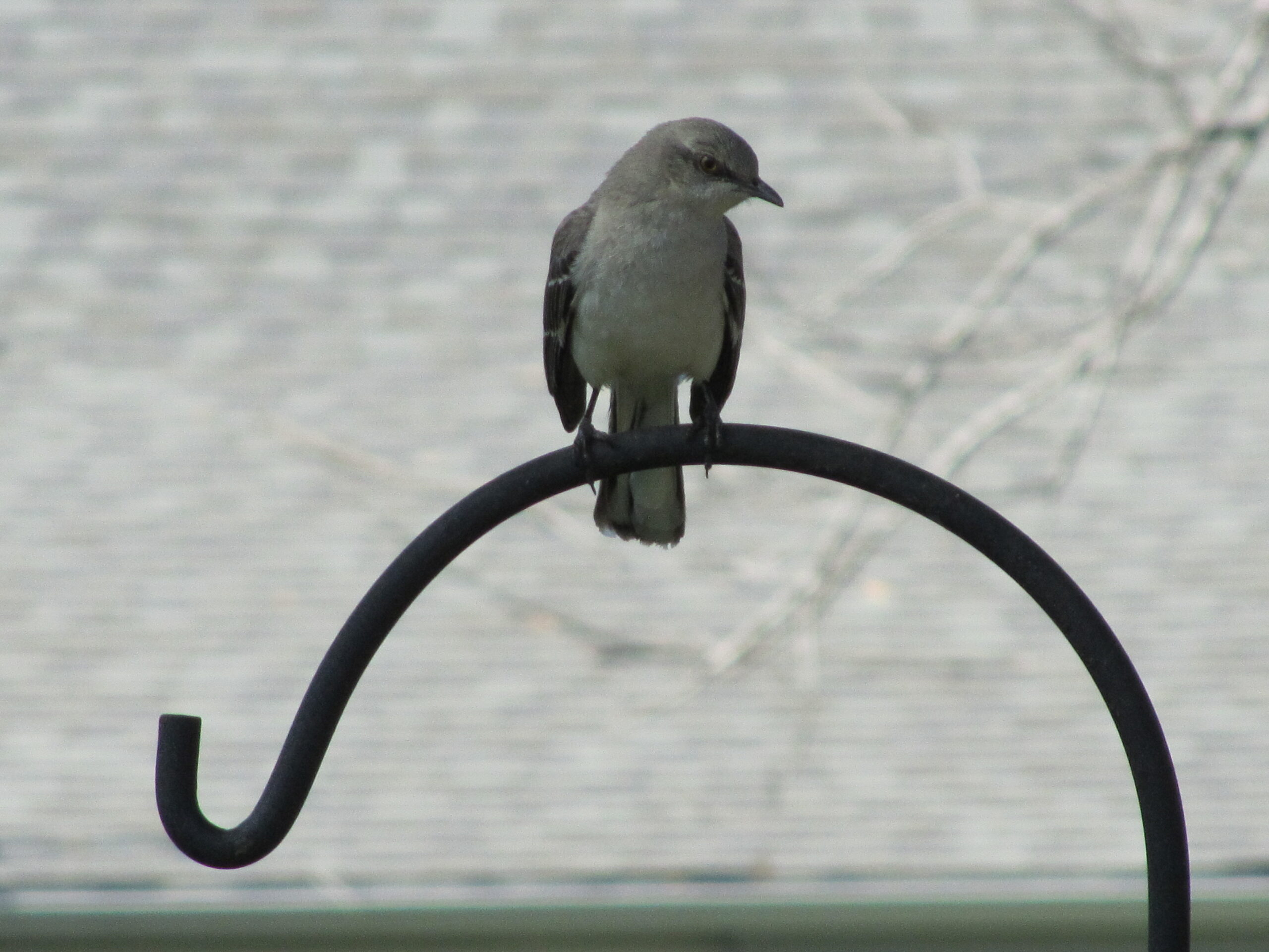 Territorial