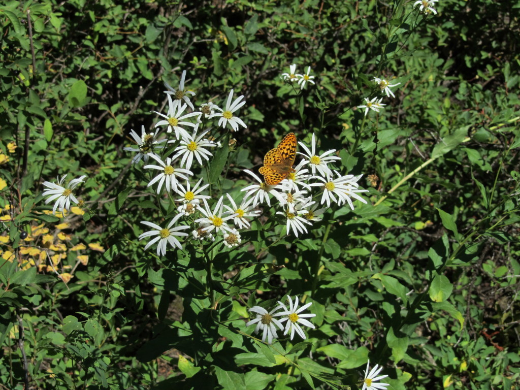 Engleman Aster and butterfly