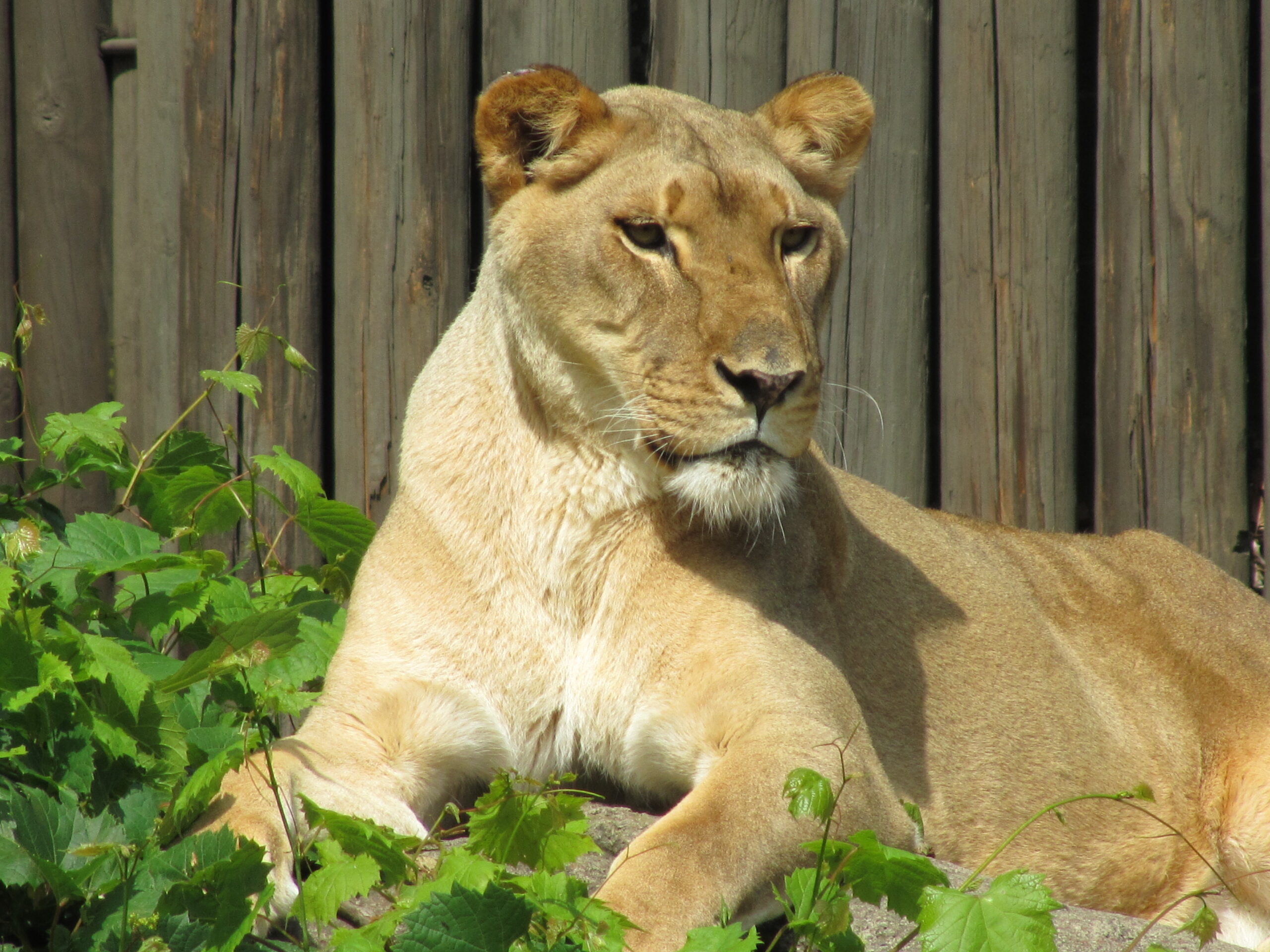 Vacation Snapshot: Day at the Cleveland Zoo