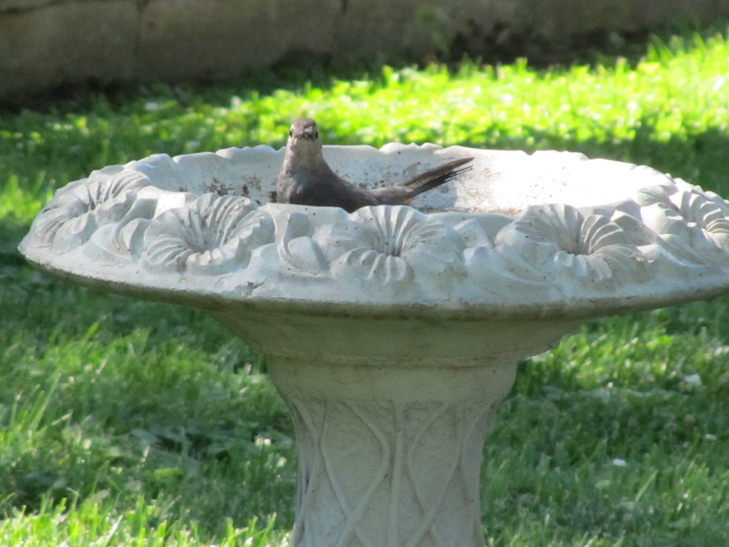 Summer Photo Fun: More Caption Fun!