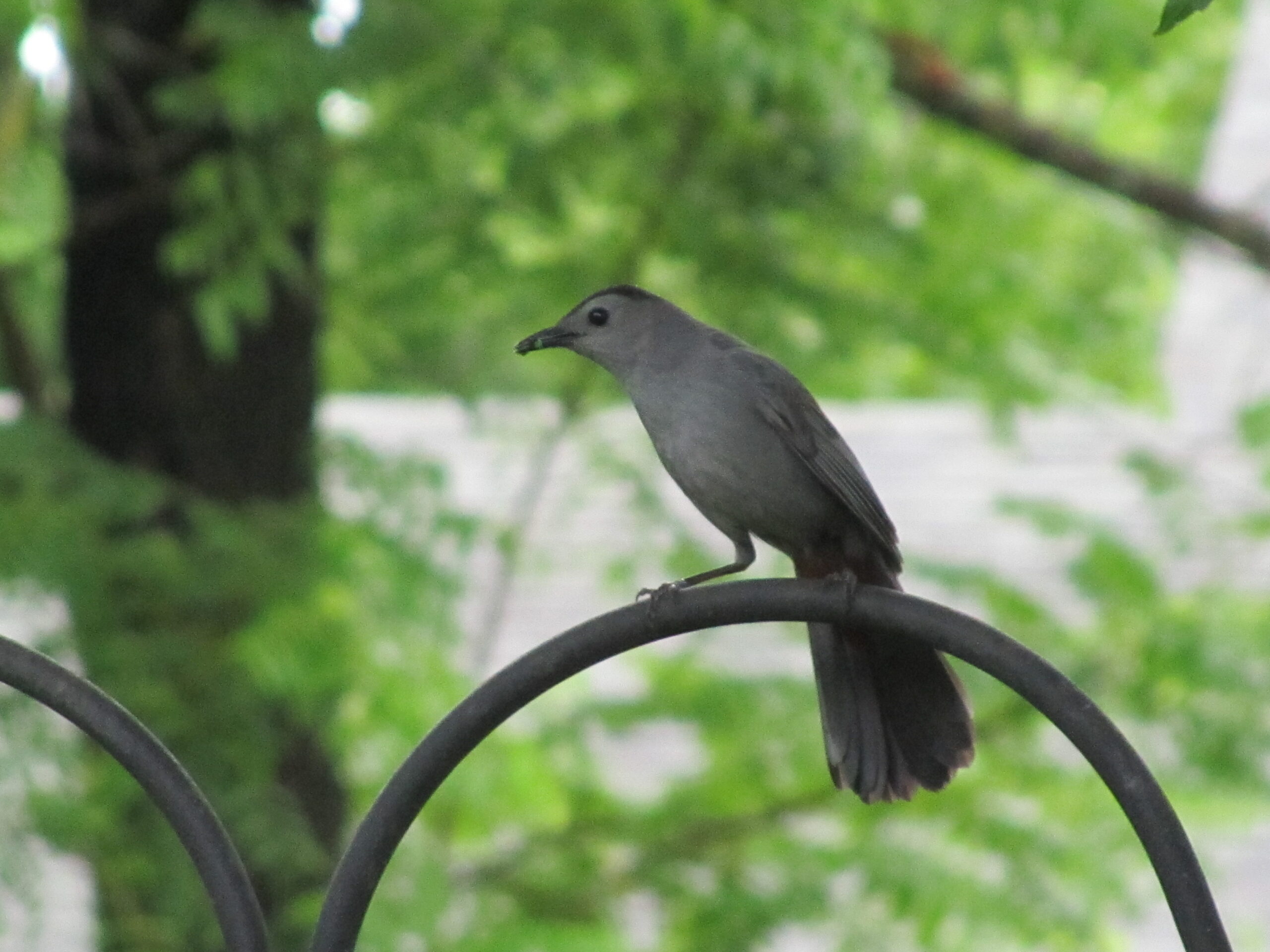 Summer Photo Fun: Gray Catbird Beauty