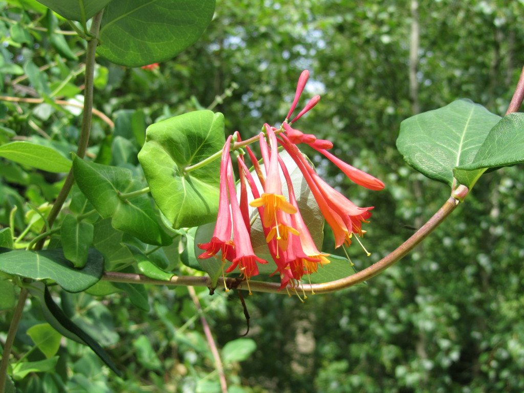 Blanche Sandman Honeysuckle