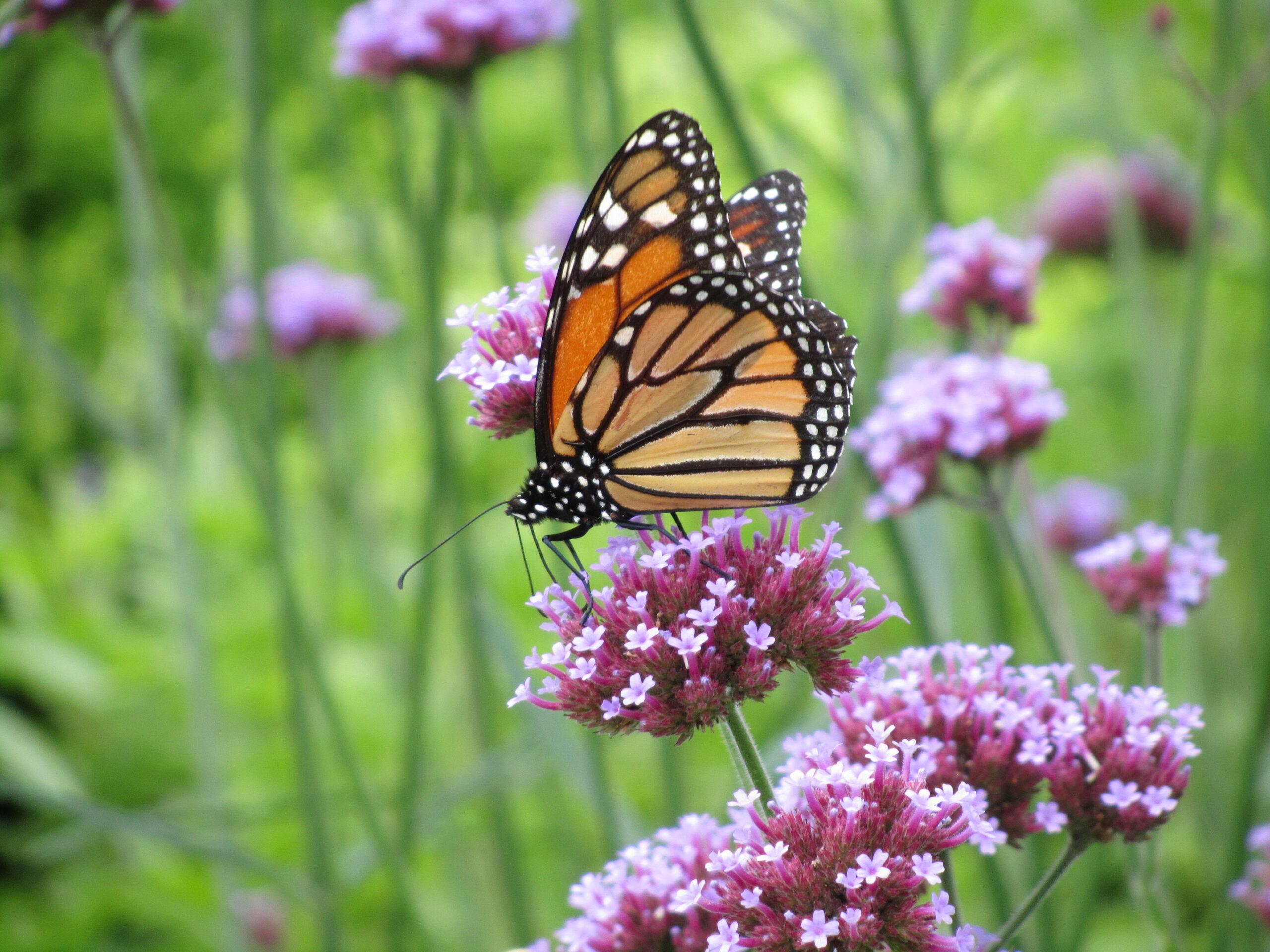 Summer Photo Fun: Butterfly Beauty