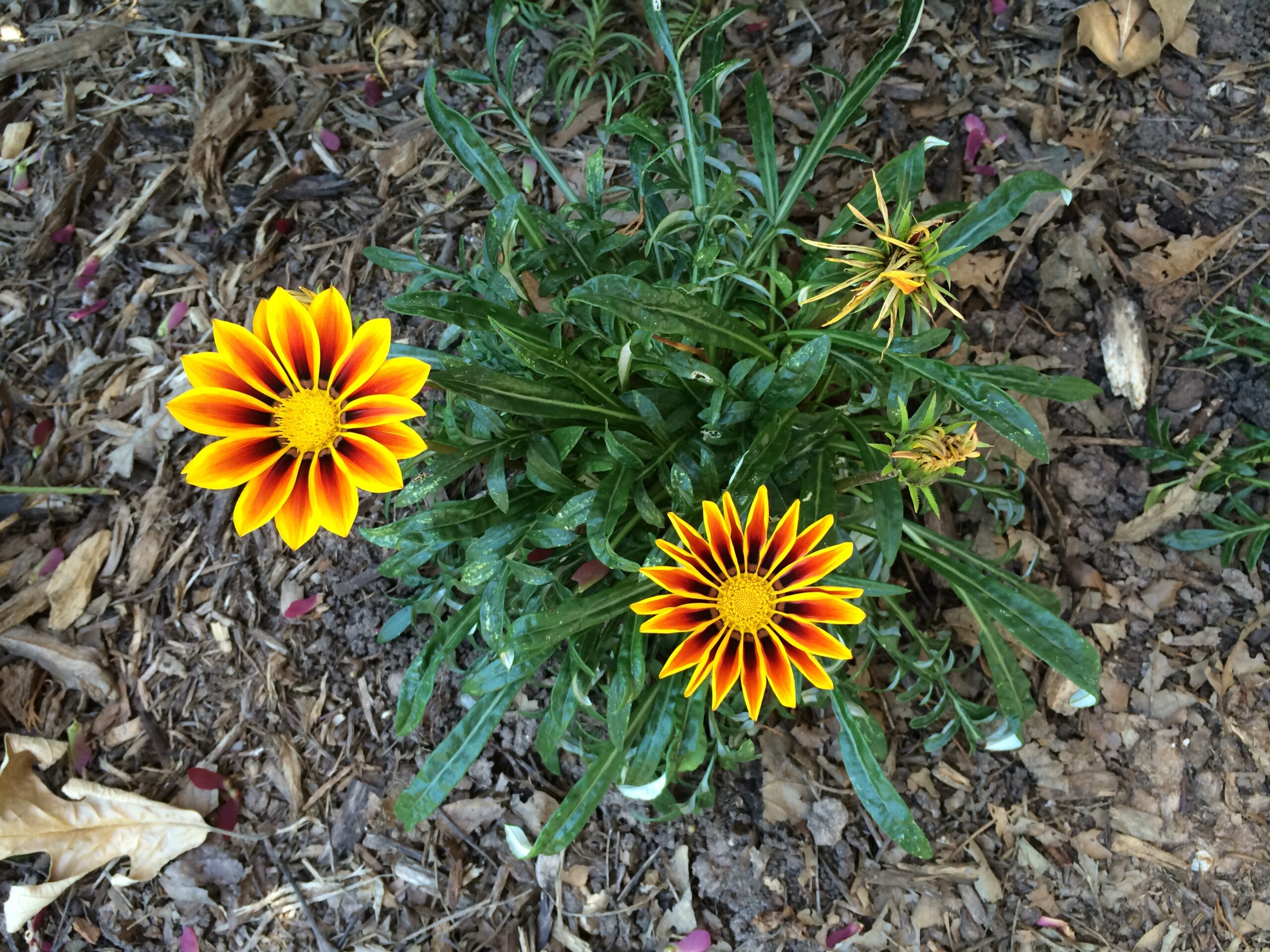 Summer Photo Fun: More Name-That-Flower Fun!