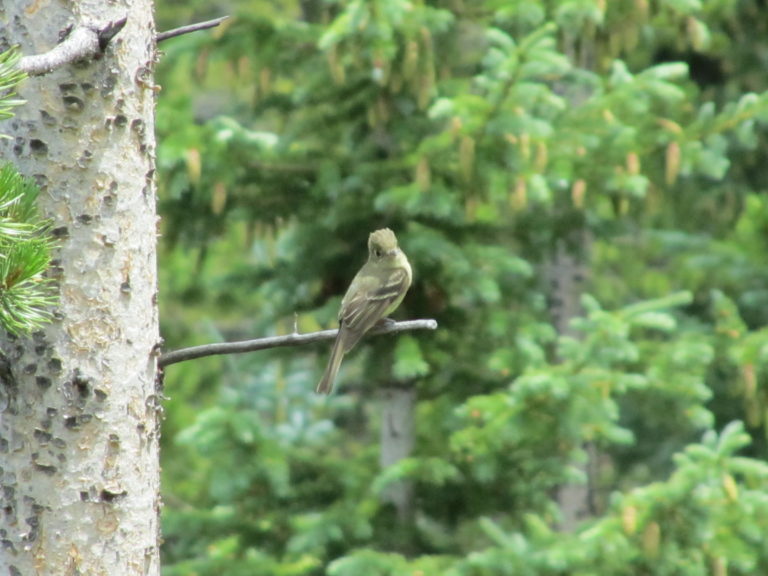 Summer Photo Fun: Identify This Bird, Please