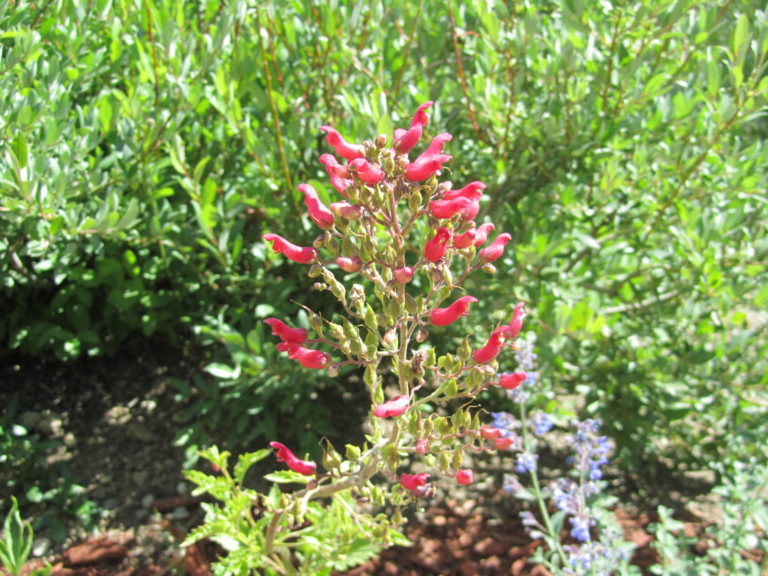 Summer Photo Fun: Name That Flower!
