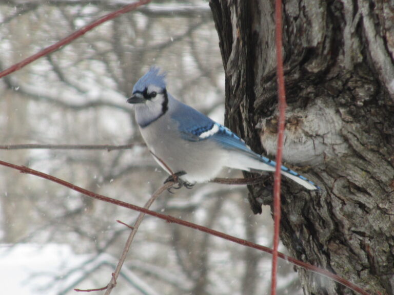 Beauty and True Colors: Blue Jays and More