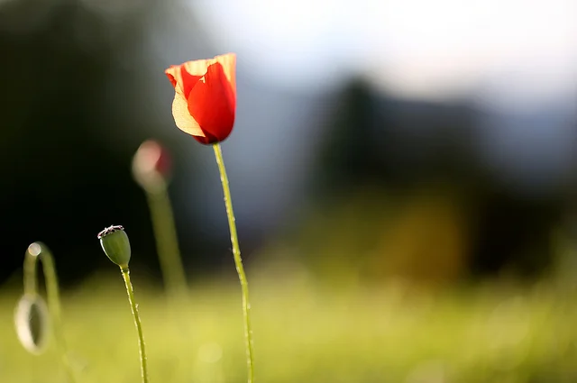 Sometimes We’re Fragile: Loss and Grief
